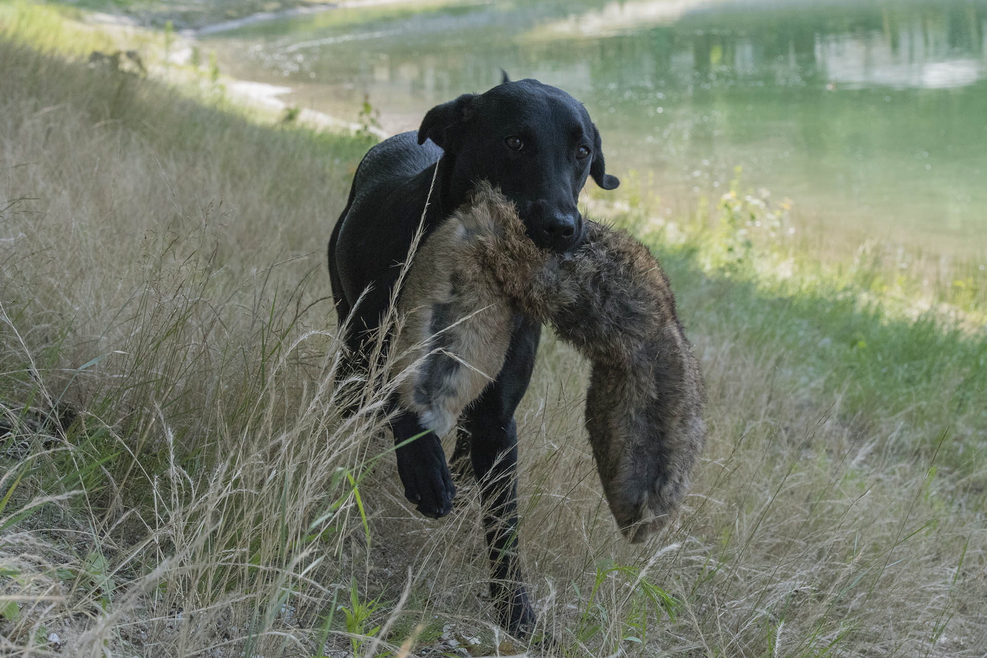 Peaky Wildfinders Polly Gray