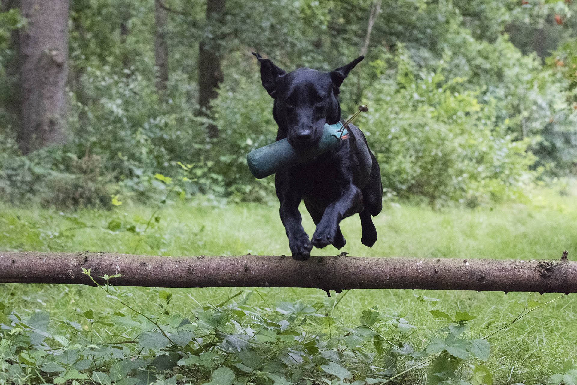 Peaky Wildfinders Polly Gray