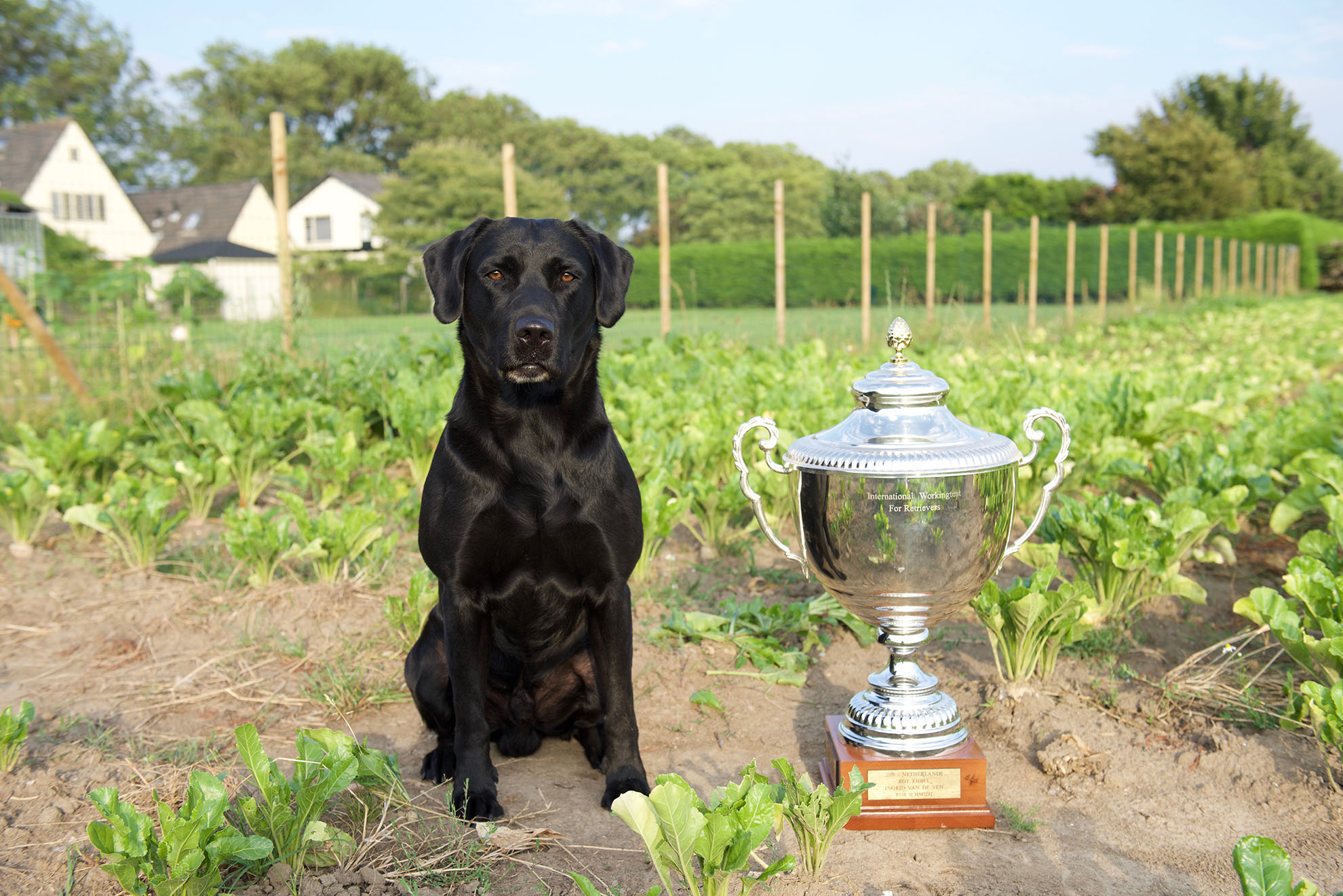 INT FTCH Abbotsross Trefynwy (Joe) with 1st price IWT 2016