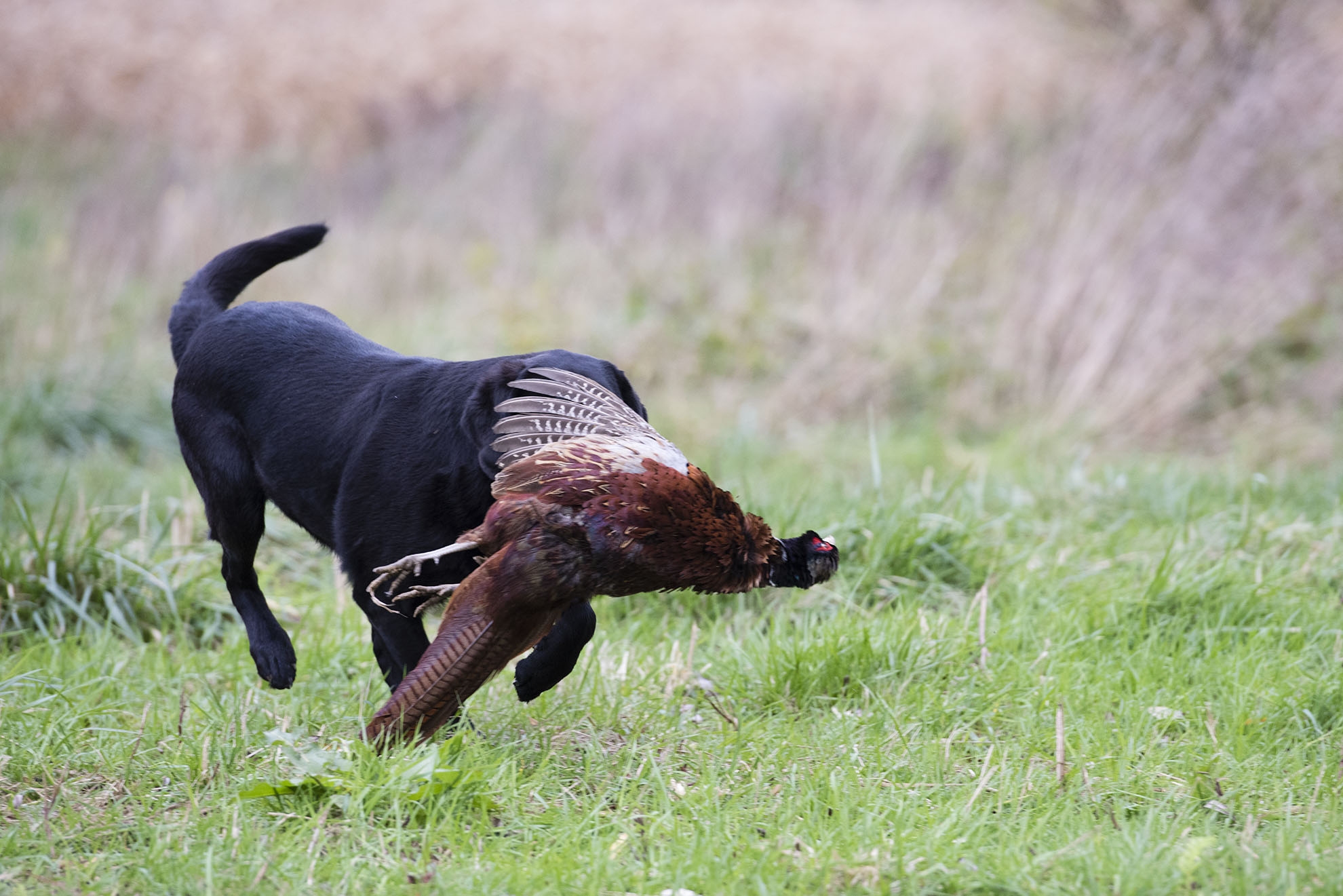 Meg's 'blind' retrieve