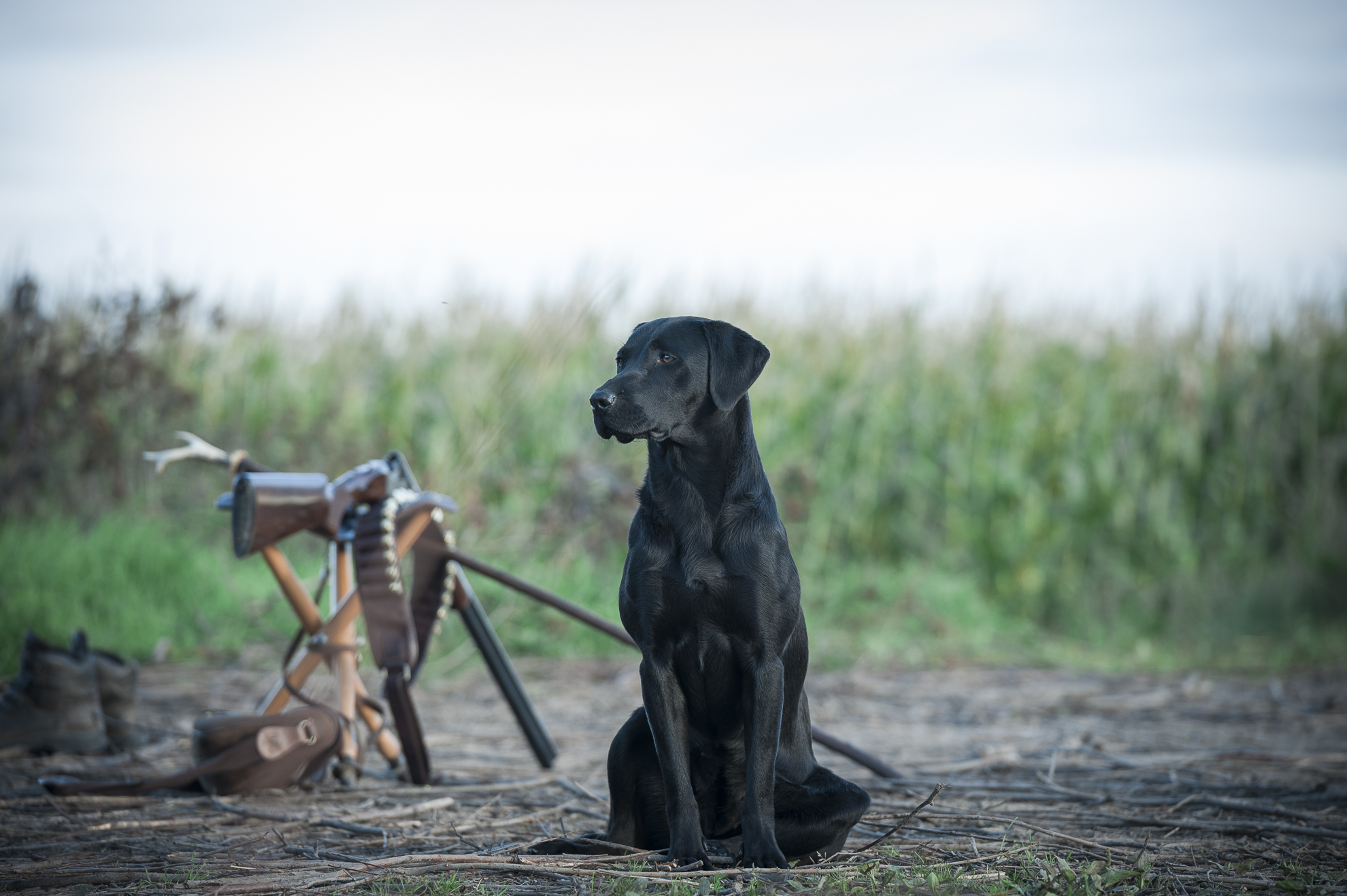 Rebel Blend Labradors