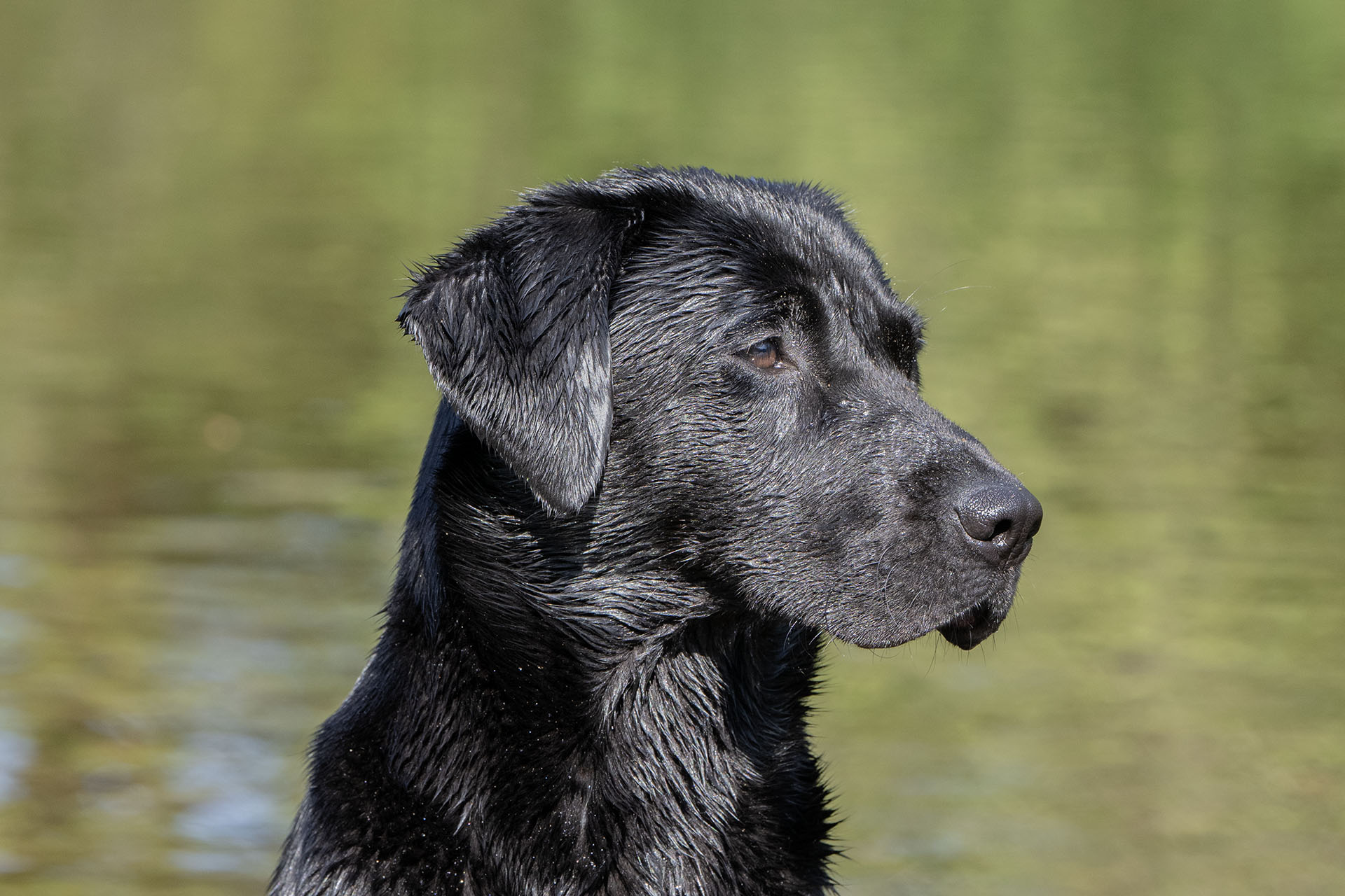Waterfriend Mocca (9 months)