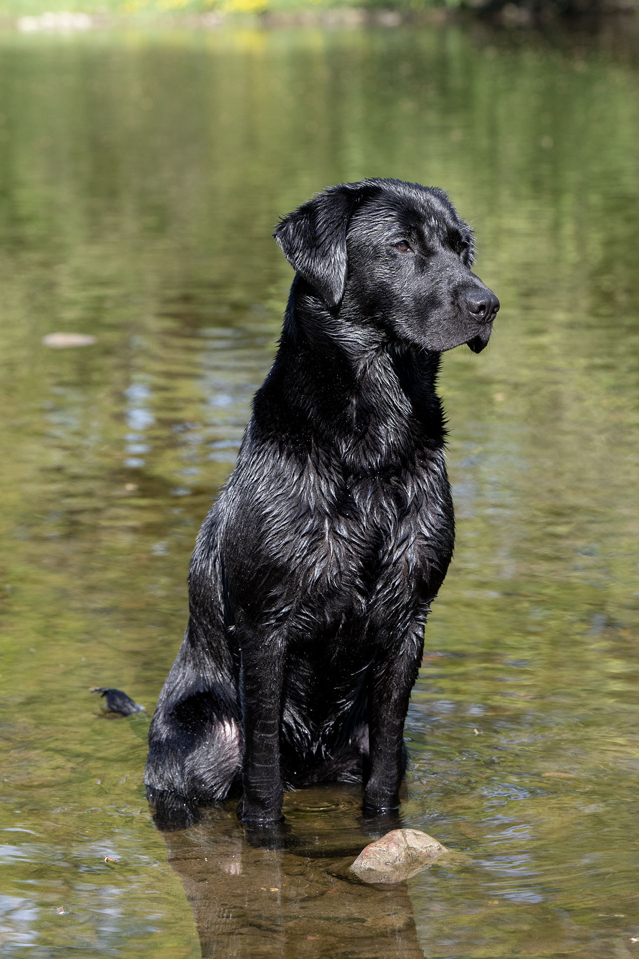 Waterfriend Mocca (9 months)
