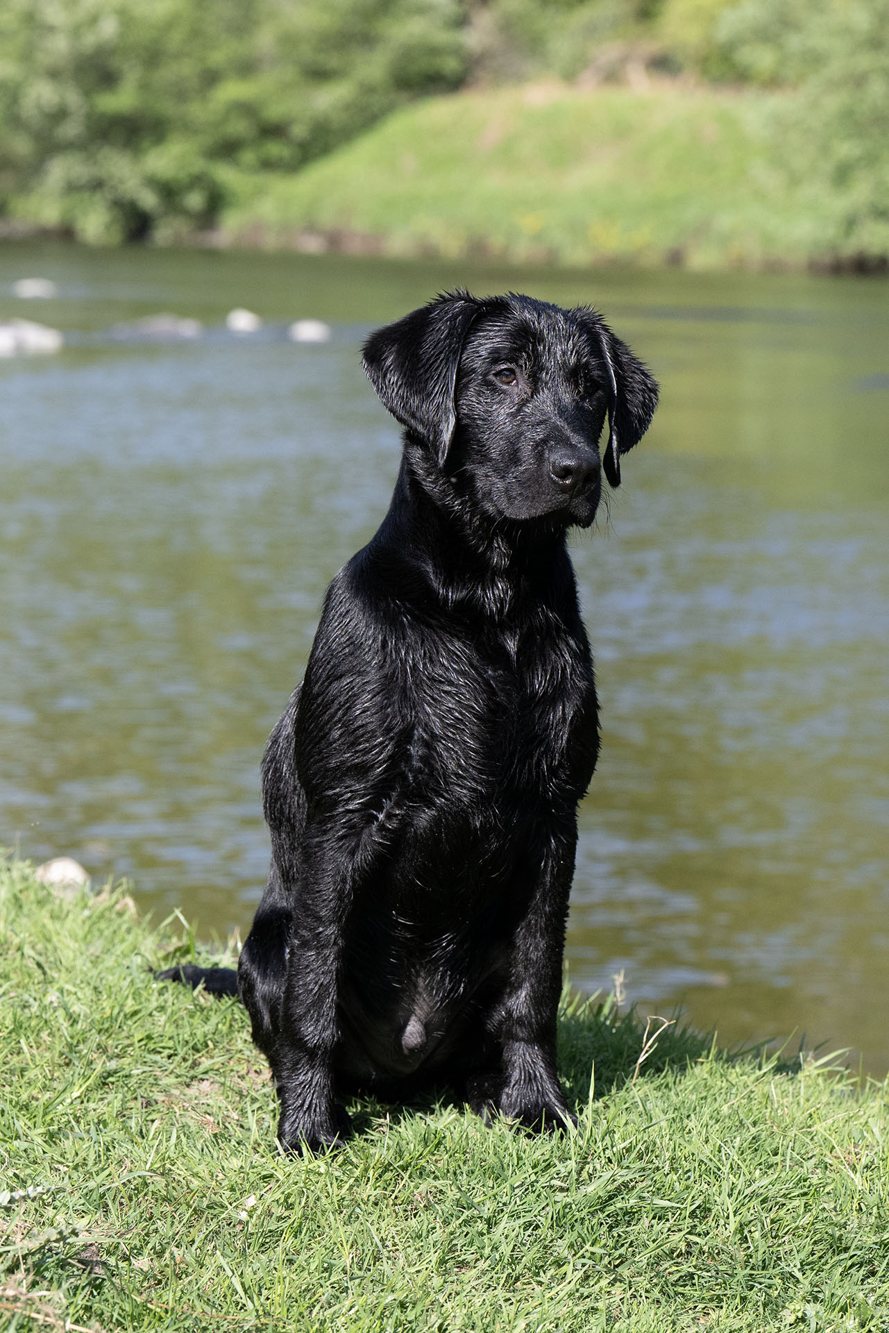 Emmanygan Prancer (5 months)