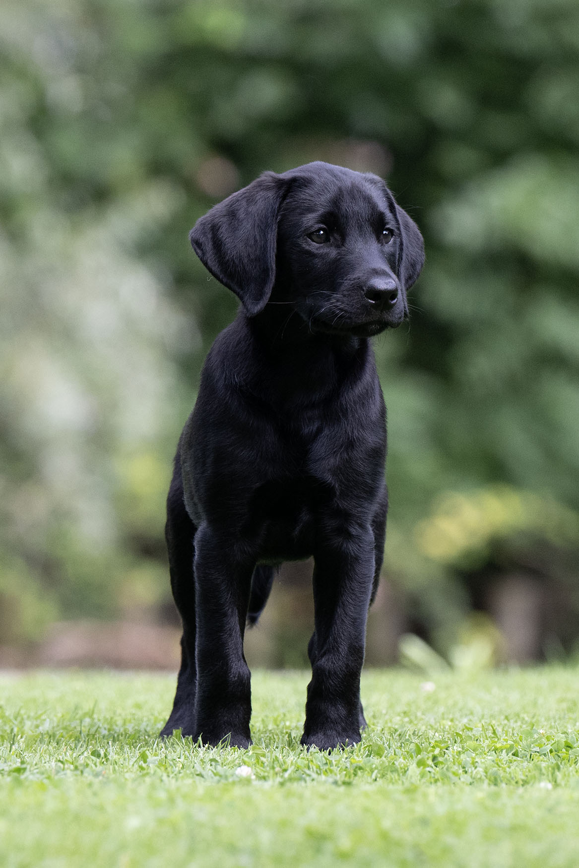 Dogs Rebel Blend Labradors
