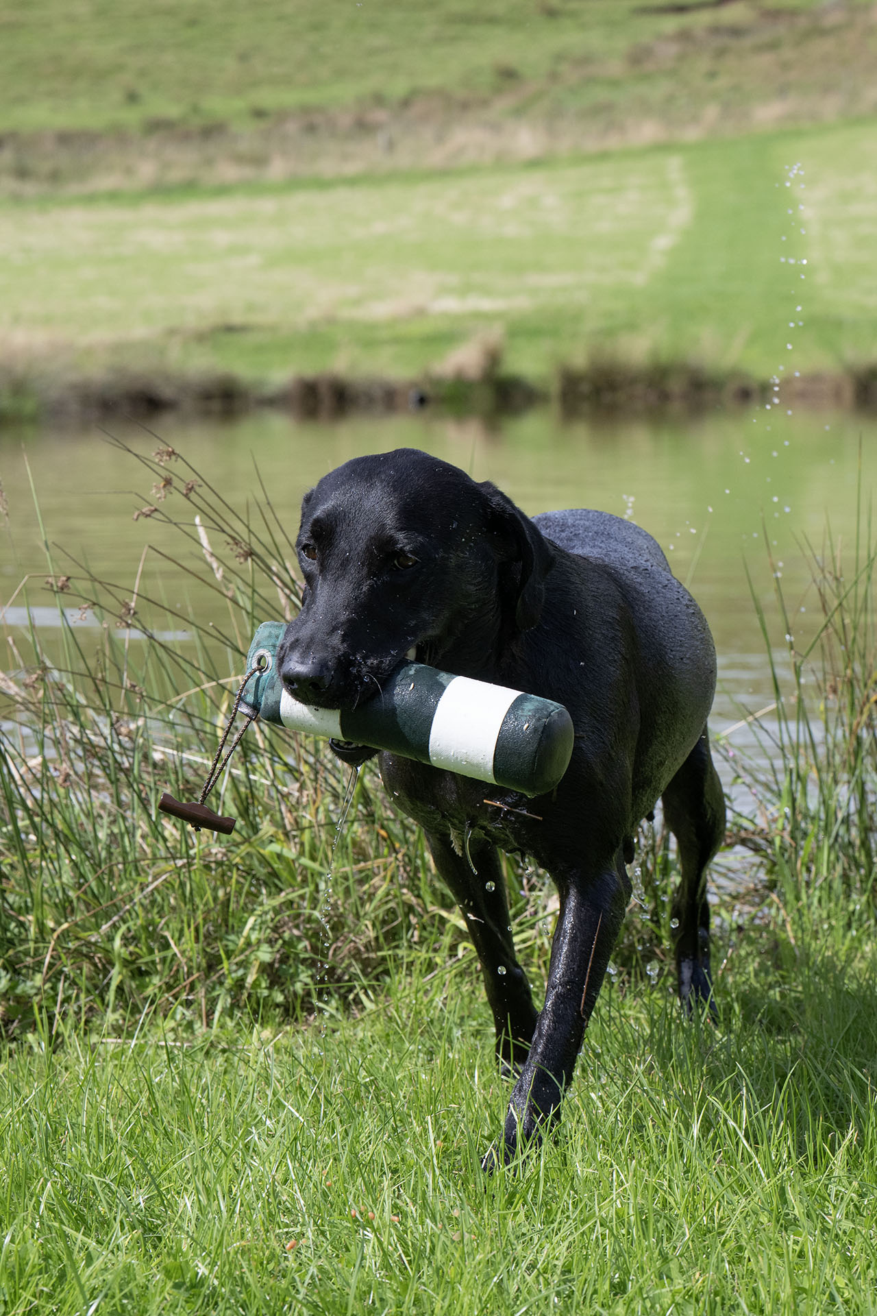 Peaky Wild Finders Polly Gray