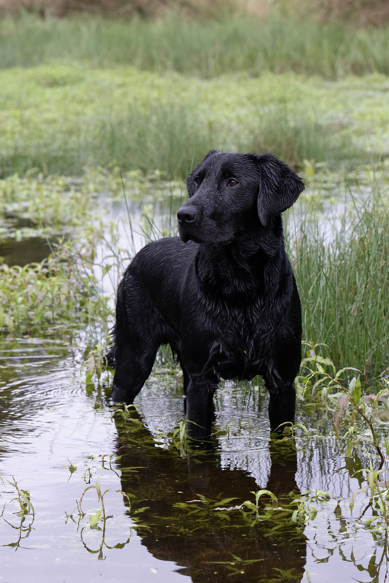Emmanygan Prancer (Django) at 8 months
