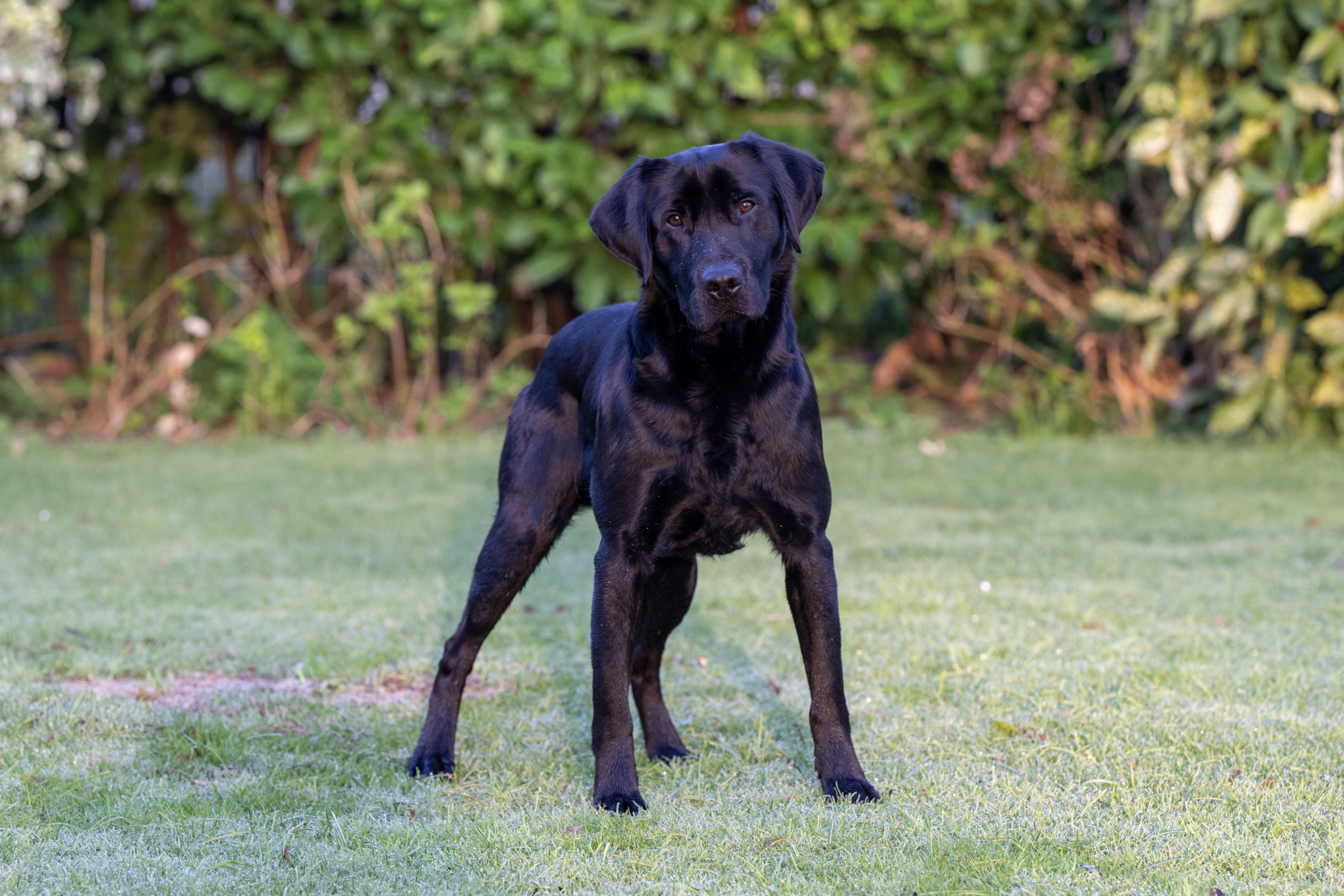 Emmanygan Prancer (Django) at 17 months