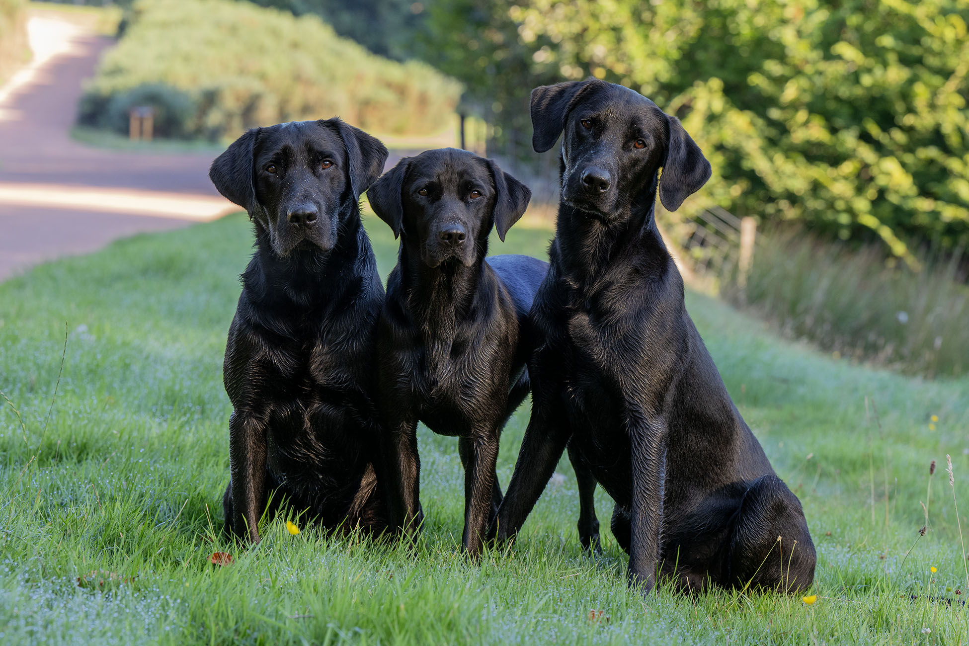 Django, Mocca & Ozzy
