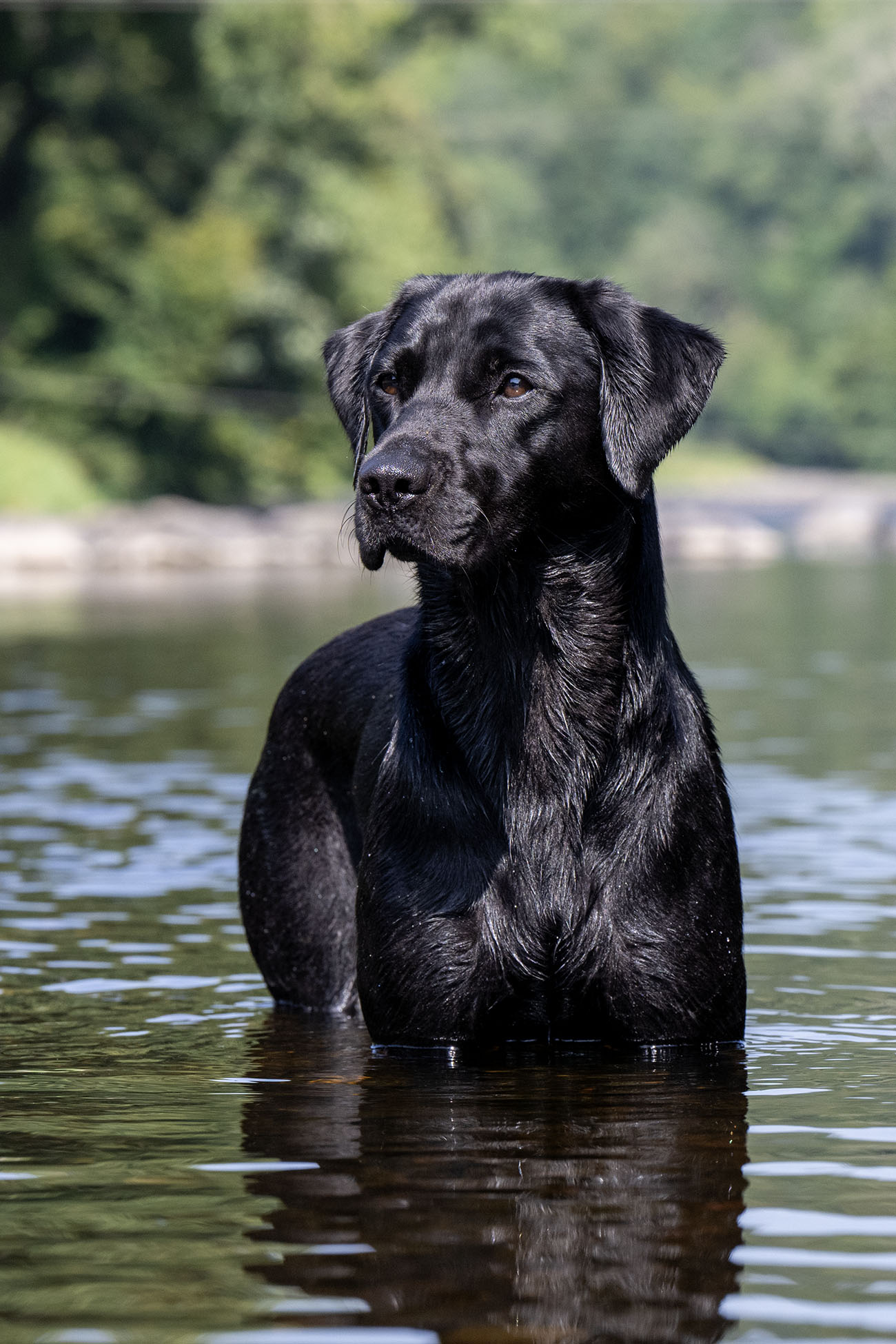 Waterfriend Mocca of Rebel Blend